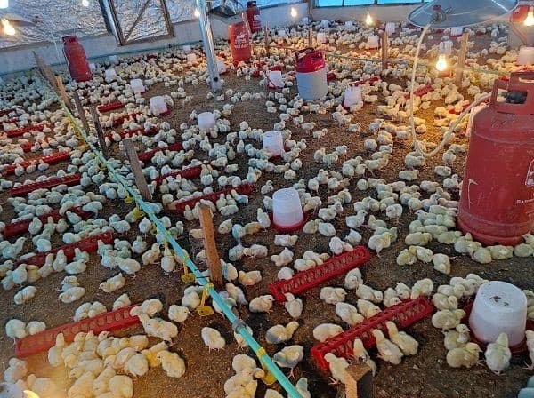 Golden Wing Farms